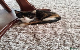 Mixed Breed cats for sale: Male and female  - Image 2