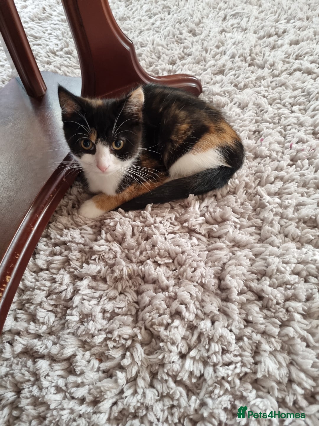 Mixed Breed cats for sale: Male and female  - Image 2