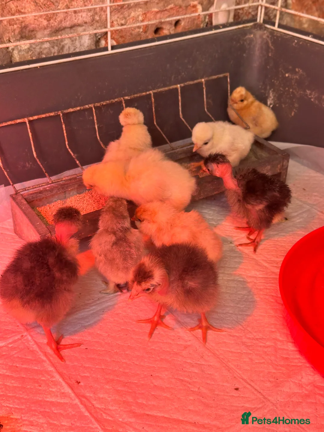 Chickens poultry for sale: Chicks Transylvanian/naked necks Polish pekin - Advert 7