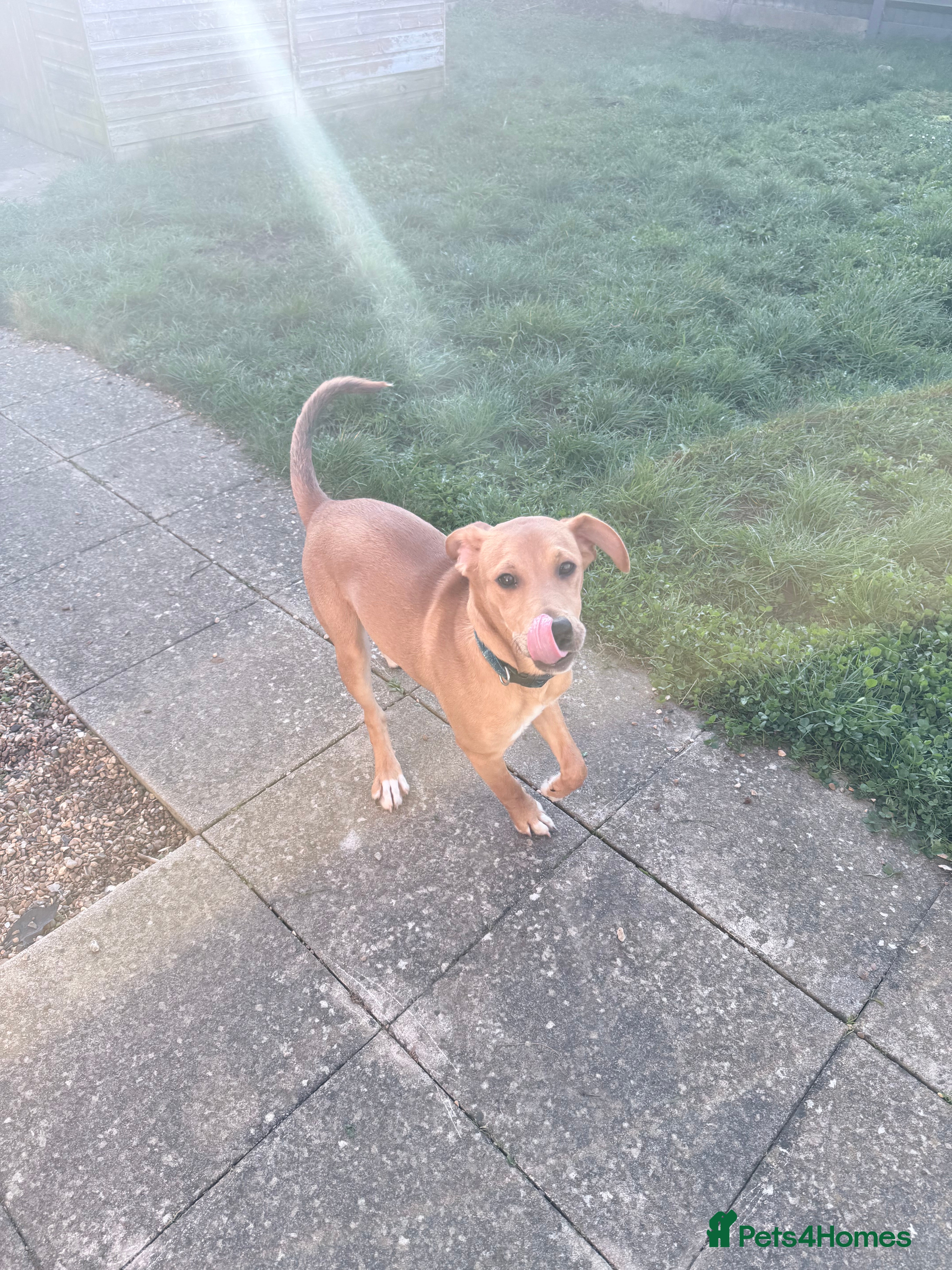 Saluki dogs 6 month old male saluki  - Advert 3