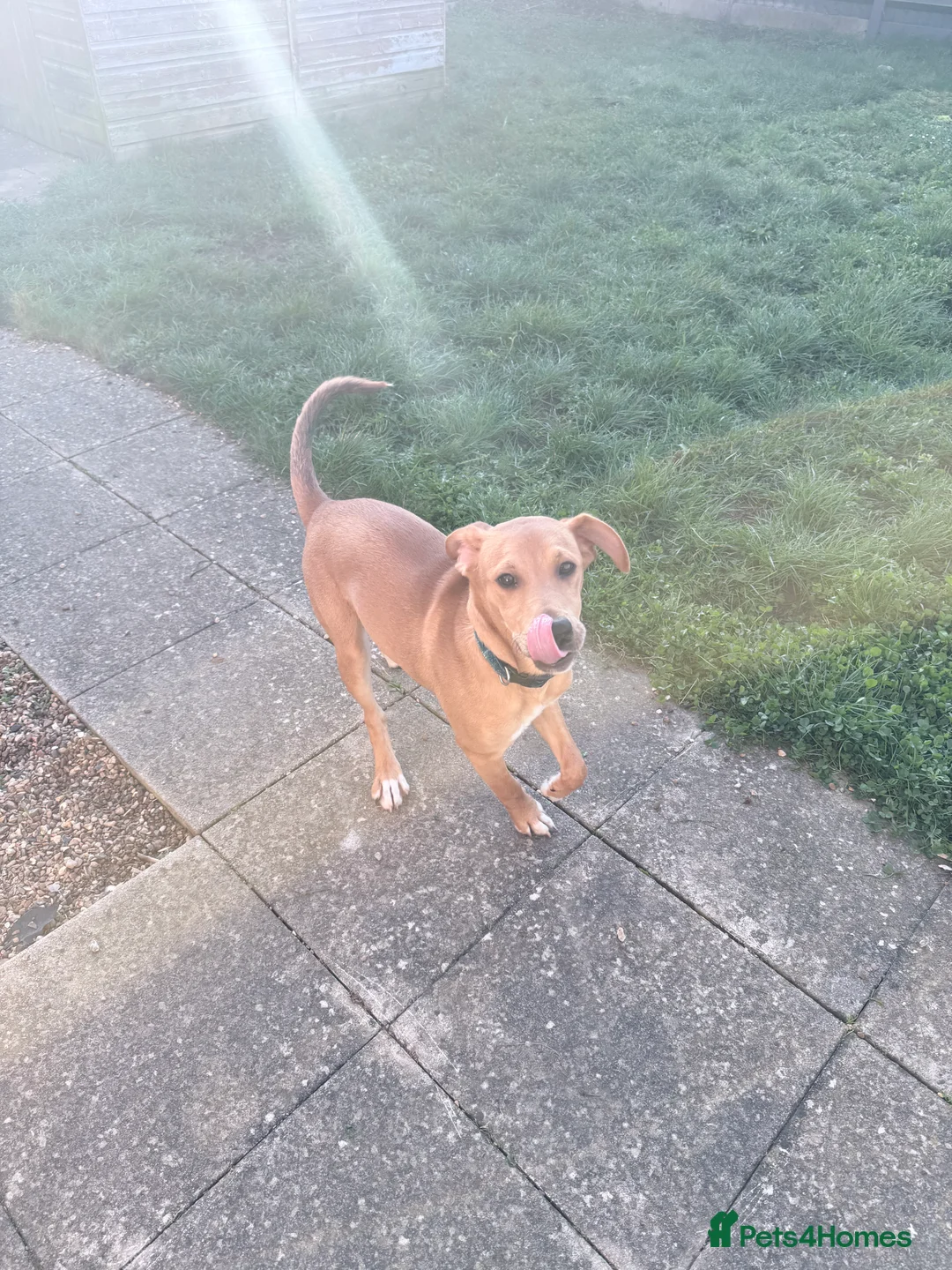 Saluki dogs for sale: 6 month old male saluki  in Bury Saint Edmunds - Advert 1