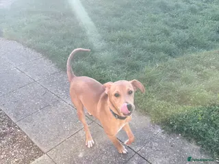 Saluki dogs 6 month old male saluki - Advert 14