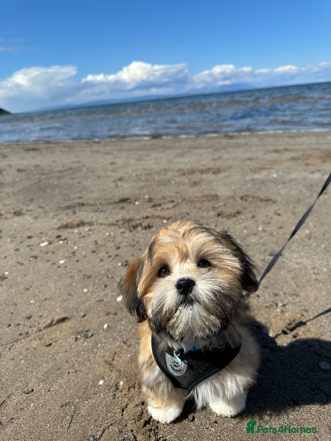 Lhasa Apso dogs for stud: KC Registered Lhasa Apso Stud - Advert 19