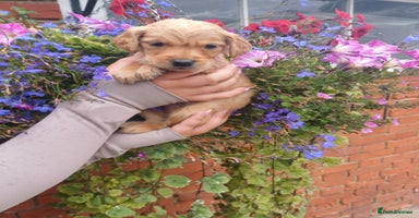 Golden Retriever dogs - Advert 12