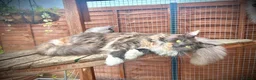 Maine Coon cats for sale: Pedigree Maine Coon Ex Queen - Advert 5