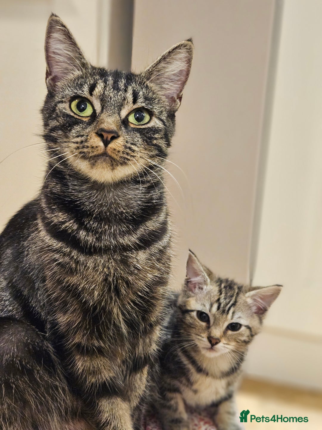 Bengal cats for sale: Adorable Half Bengal Kittens - Advert 8