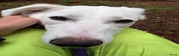Mixed Breed dogs for adoption: Lulu - Norwich Norfolk  - Advert 4