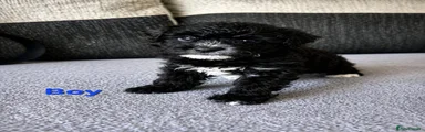 Poochon Puppy 6