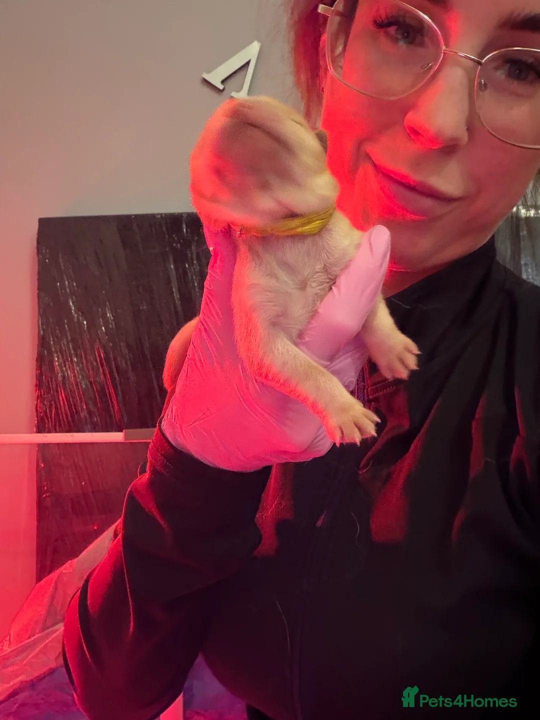 Chow Chow dogs for sale: KC Registered Chow Chow Puppies ❤️ - Advert 9