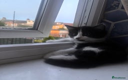 Bombay cats for sale: Two 12 week kittens new home (£30) - Image 6