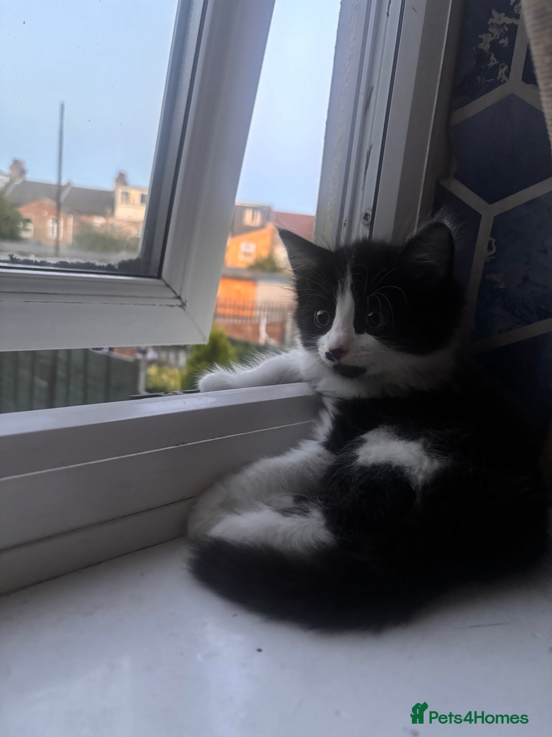 Bombay cats for sale: Two 12 week kittens new home (£30) - Image 6