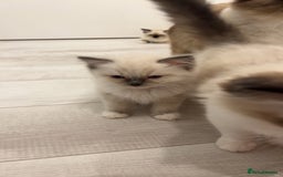 Ragdoll cats for sale: TICA RAGDOLL KITTENS GR EUR CHAMPION BLOODLINE🏆🏆 - Image 12