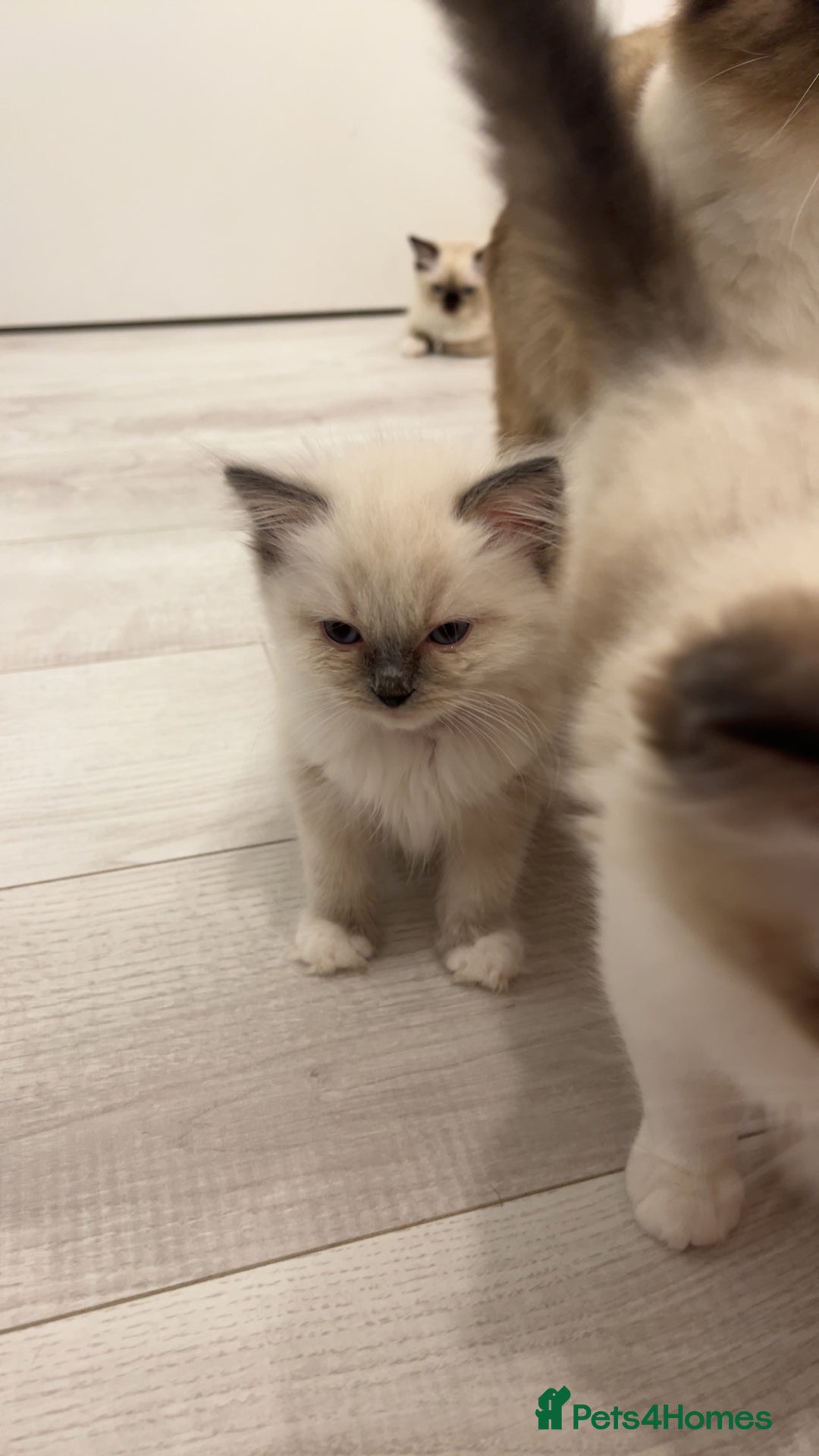 Ragdoll cats for sale: TICA RAGDOLL KITTENS GR EUR CHAMPION BLOODLINE🏆🏆 - Image 12