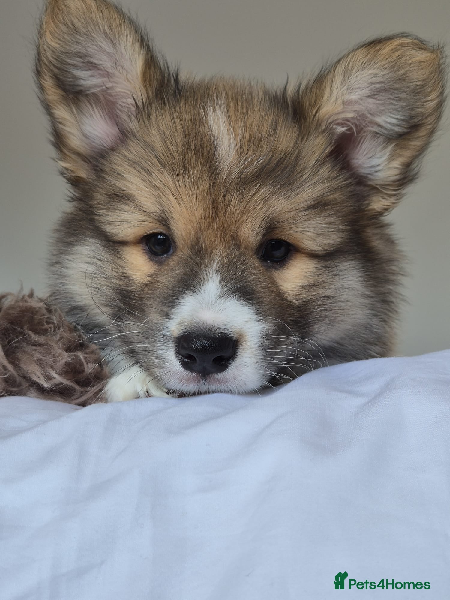 Welsh Corgi Pembroke dogs Stunning Fluffy Long-Haired (Fluffy) Corgi Puppies - Advert 2
