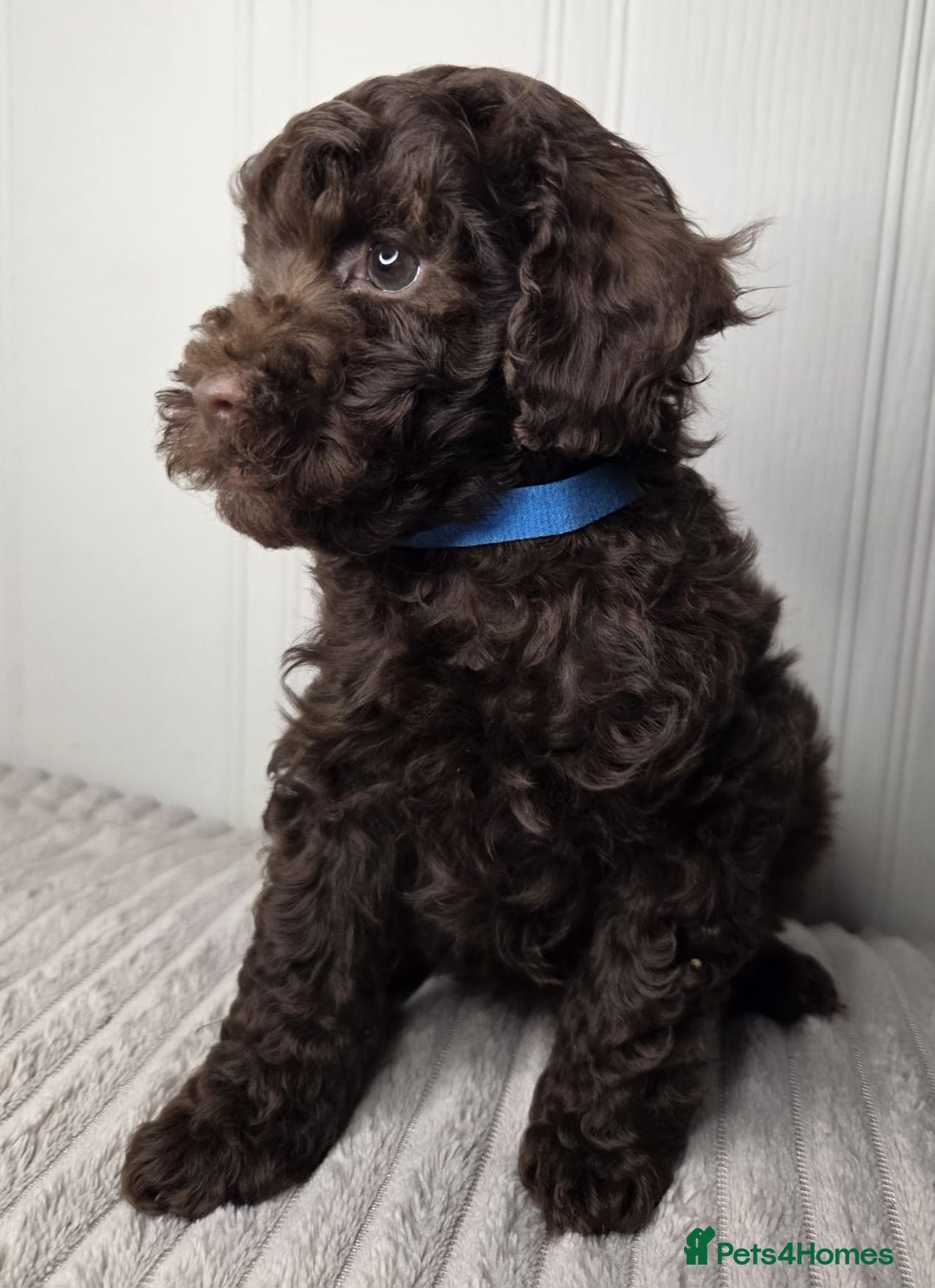 Toy Poodle dogs for sale: Exquisite Toy Poodle Pup - Fully Health Tested  in Gravesend - Image 3
