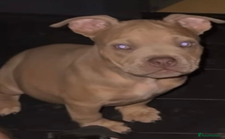 American Bully dogs - Advert 4