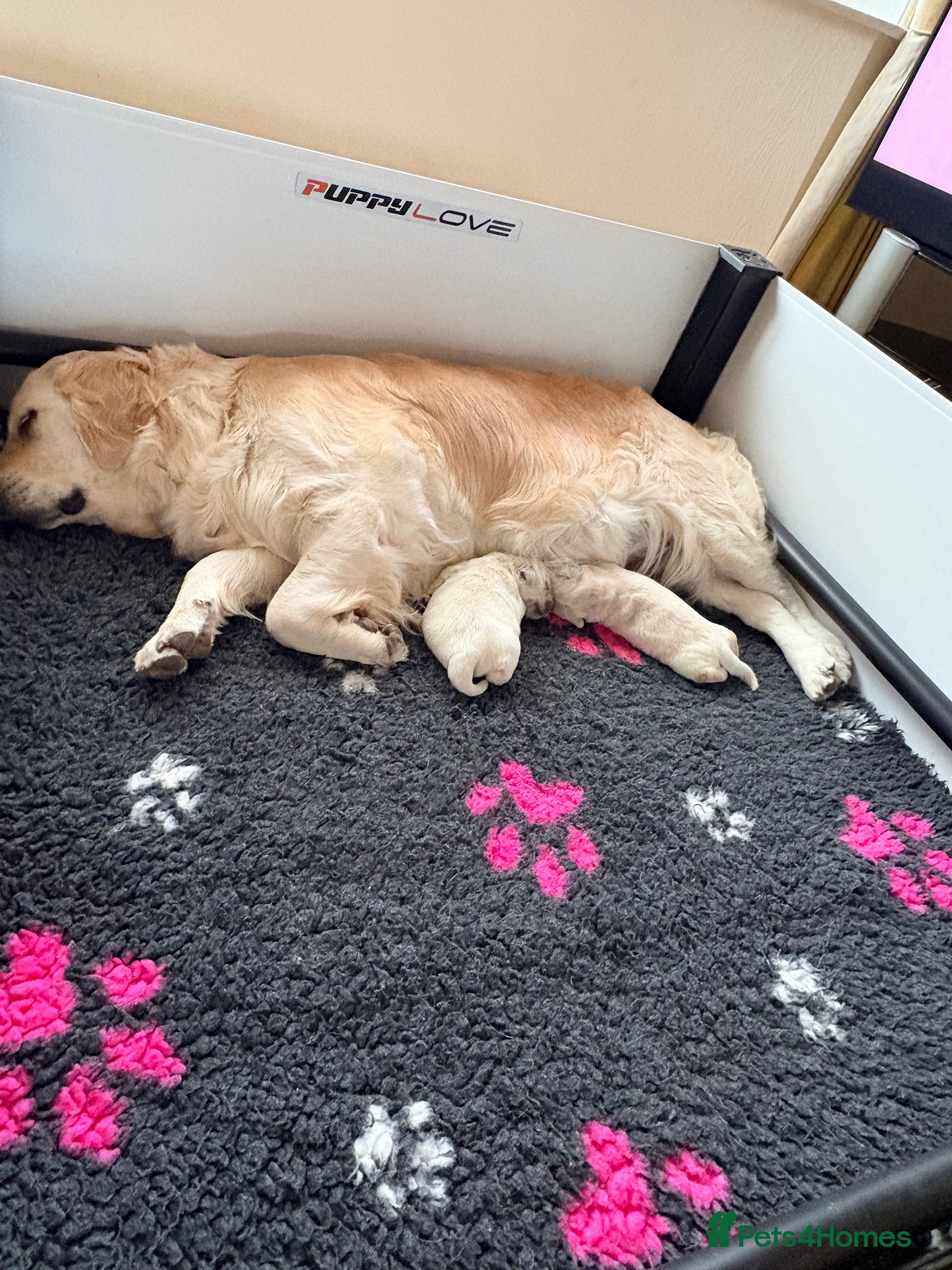 Golden Retriever dogs Cream golden retrievers  - Advert 6