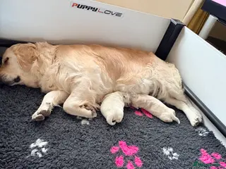 Golden Retriever dogs Cream golden retrievers - Advert 6