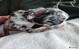 French Bulldog dogs for sale: frenchie pups merle ready now - Image 20