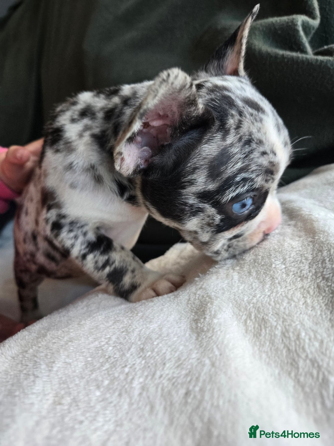 French Bulldog dogs for sale: frenchie pups merle ready now - Image 20