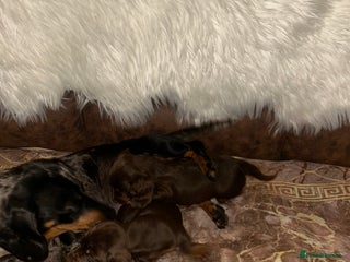 Miniature Dachshund dogs Miniature Dachshund Puppies - Advert 2