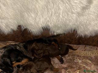 Miniature Dachshund dogs Miniature Dachshund Puppies - Advert 13