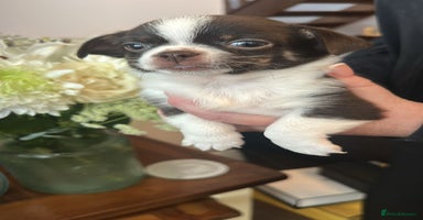 Chihuahua dogs - Advert 9