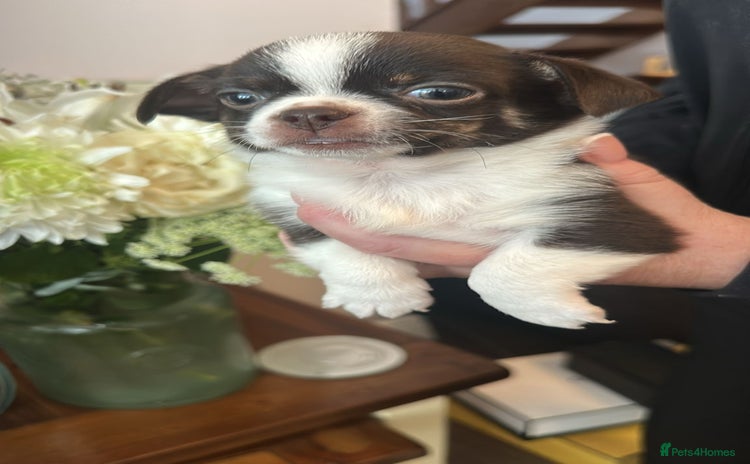 Chihuahua dogs - Advert 12