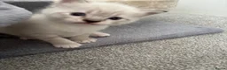Ragdoll cats for sale: Rag doll kittens  - Advert 3