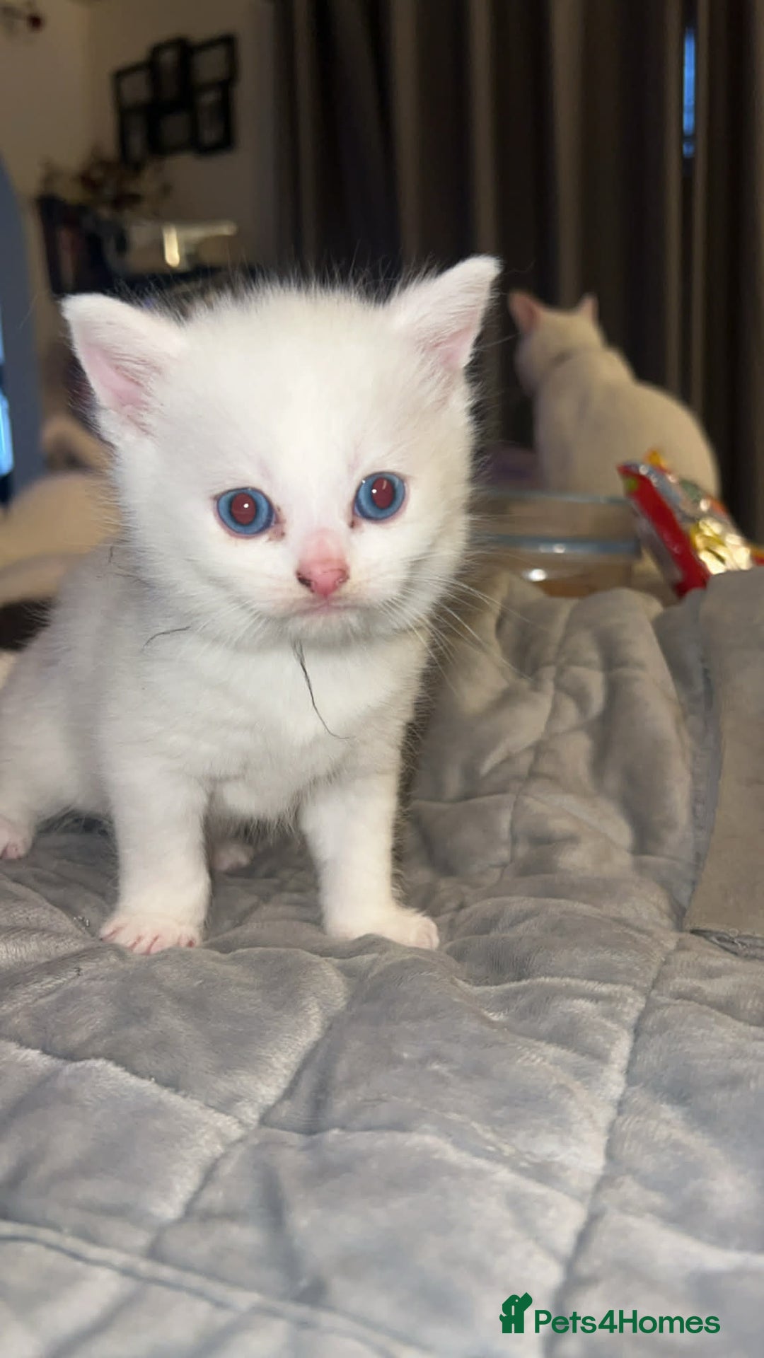 British Longhair cats for sale: BLH and BSH - Advert 5