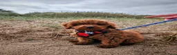 Toy Poodle dogs for sale: 7 month old red toy poodle in Skegness - Advert 9