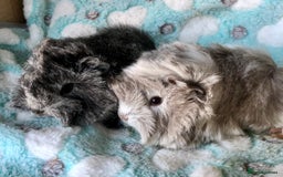 Guinea Pig rodents for sale: Beautiful baby Longhaired Peruvian boys  - Advert 4