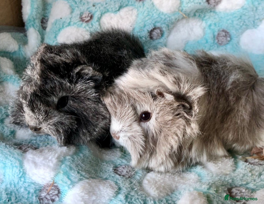 Guinea Pig rodents for sale: Beautiful baby Longhaired Peruvian boys  - Advert 4