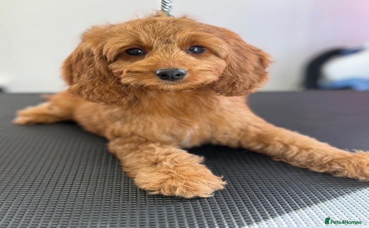 Cockapoo dogs - Advert 2
