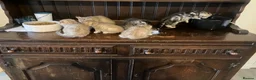 Scottish Fold cats for sale: Scottish fold and straight kittens - Advert 15