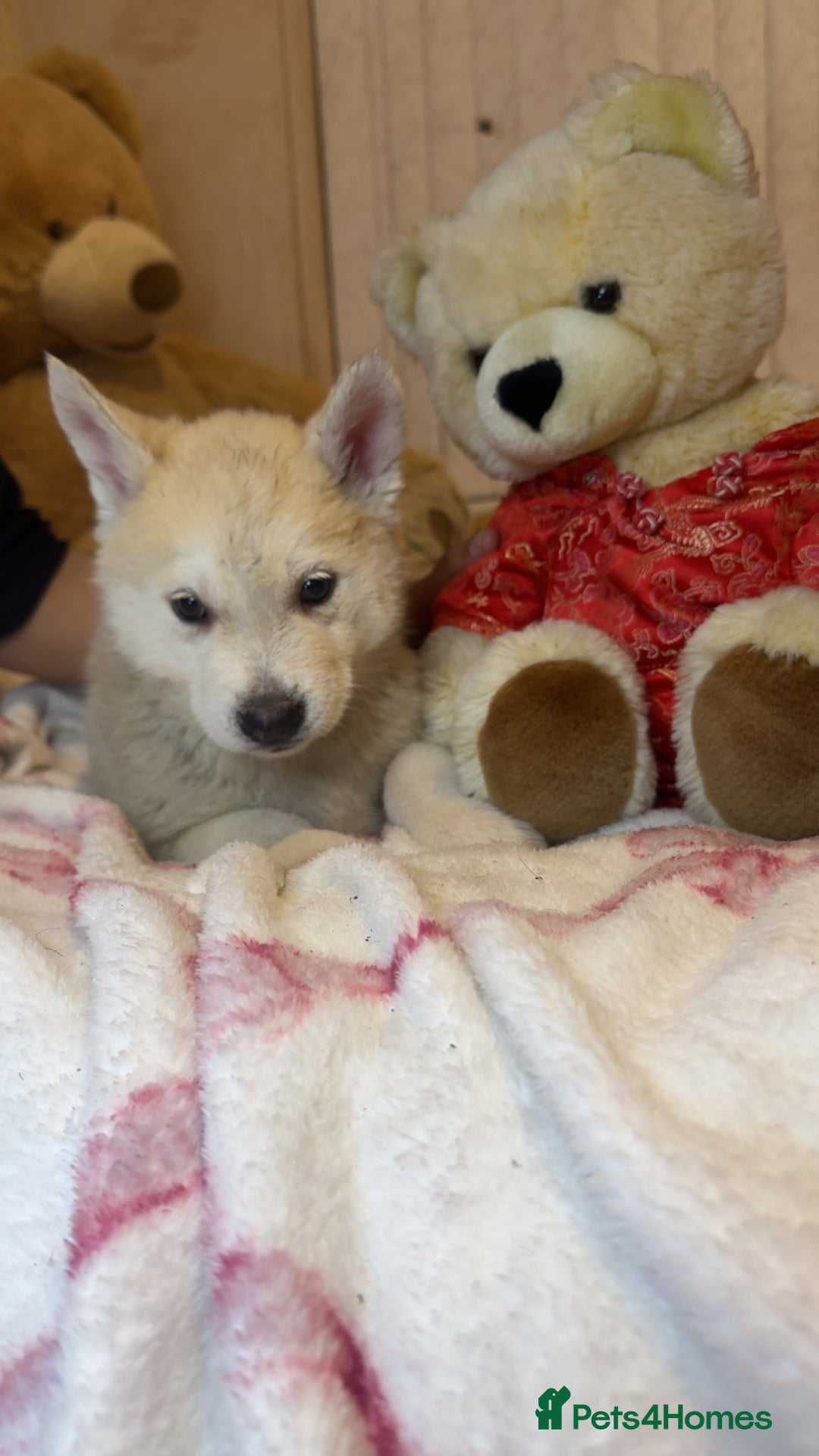 Siberian Husky dogs for sale: Siberian husky  - Advert 32