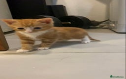 British Shorthair cats for sale: 6 kittens mixture of colours, bred from house cat  - Image 15