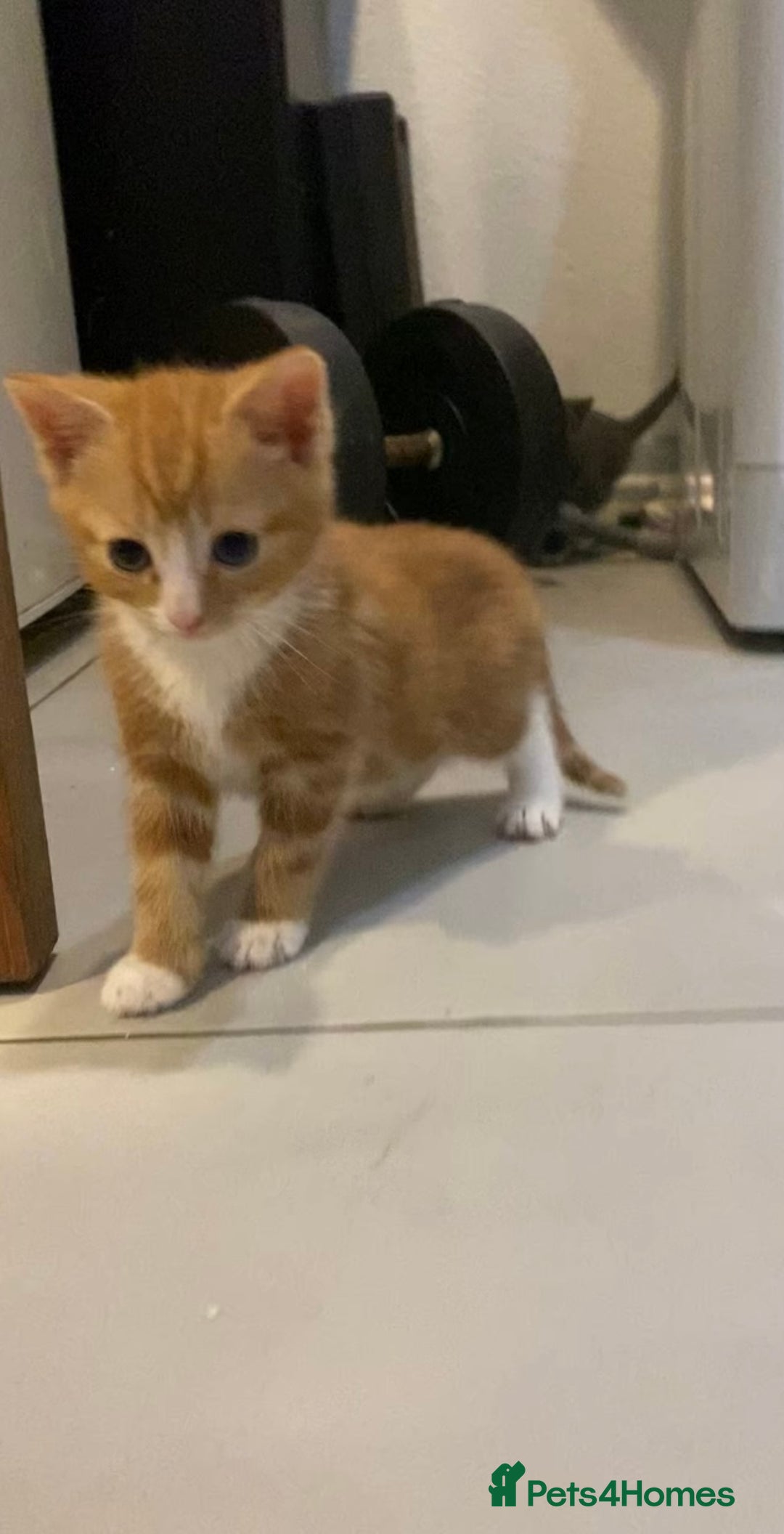 British Shorthair cats for sale: 6 kittens mixture of colours, bred from house cat  - Image 15