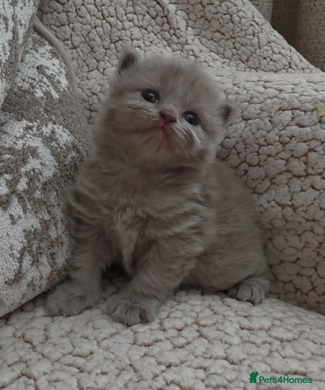British Longhair cats for sale: Stunning Lilac GCCF British Longhair  - Advert 1