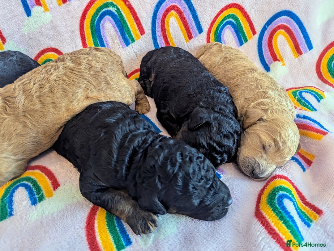 Miniature Poodle dogs for sale: Stunning Red & Phantom Miniature/Moyen Poodles - Image 2