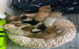 Mixed Breed cats for sale: Part Mainecoon Ginger Litter - Image 20