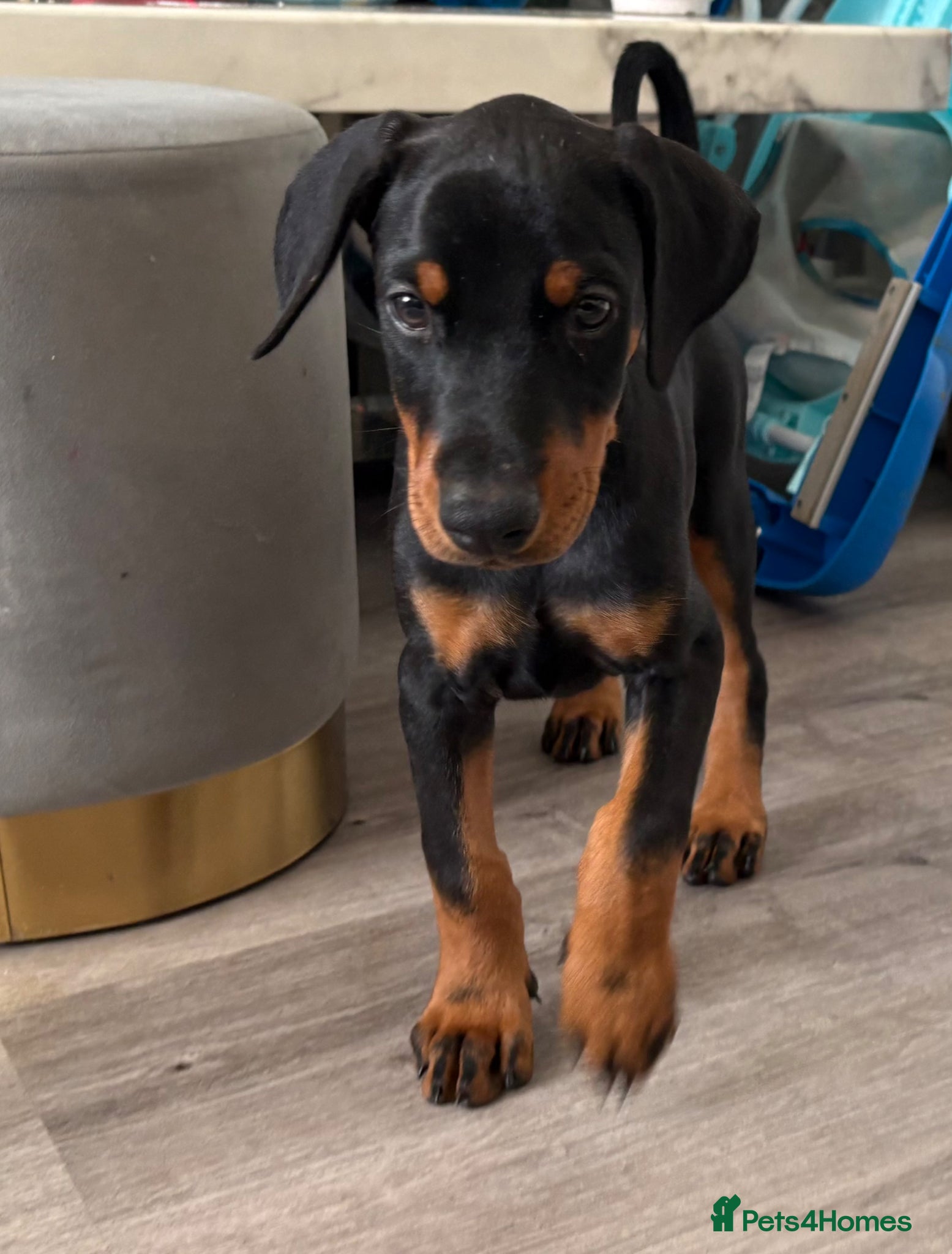 Dobermann dogs Ready now Kc Health tested Black & Tan girls  - Advert 2