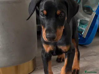 Dobermann dogs Ready now Kc Health tested Black & Tan girls - Advert 2
