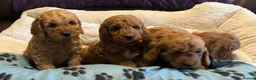 Cockapoo dogs for sale: Stunning cockapoo puppies  - Advert 11