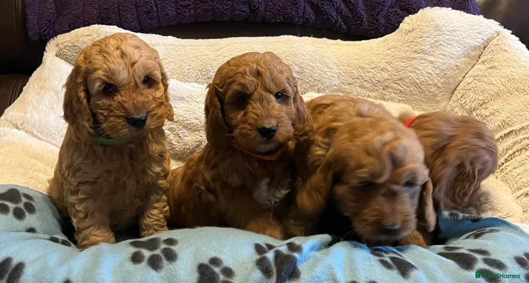 Cockapoo dogs for sale: Stunning cockapoo puppies  - Advert 11