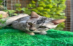Bengal cats for sale: Two incredibly friendly TICA reg kittens  in Darwen - Image 11