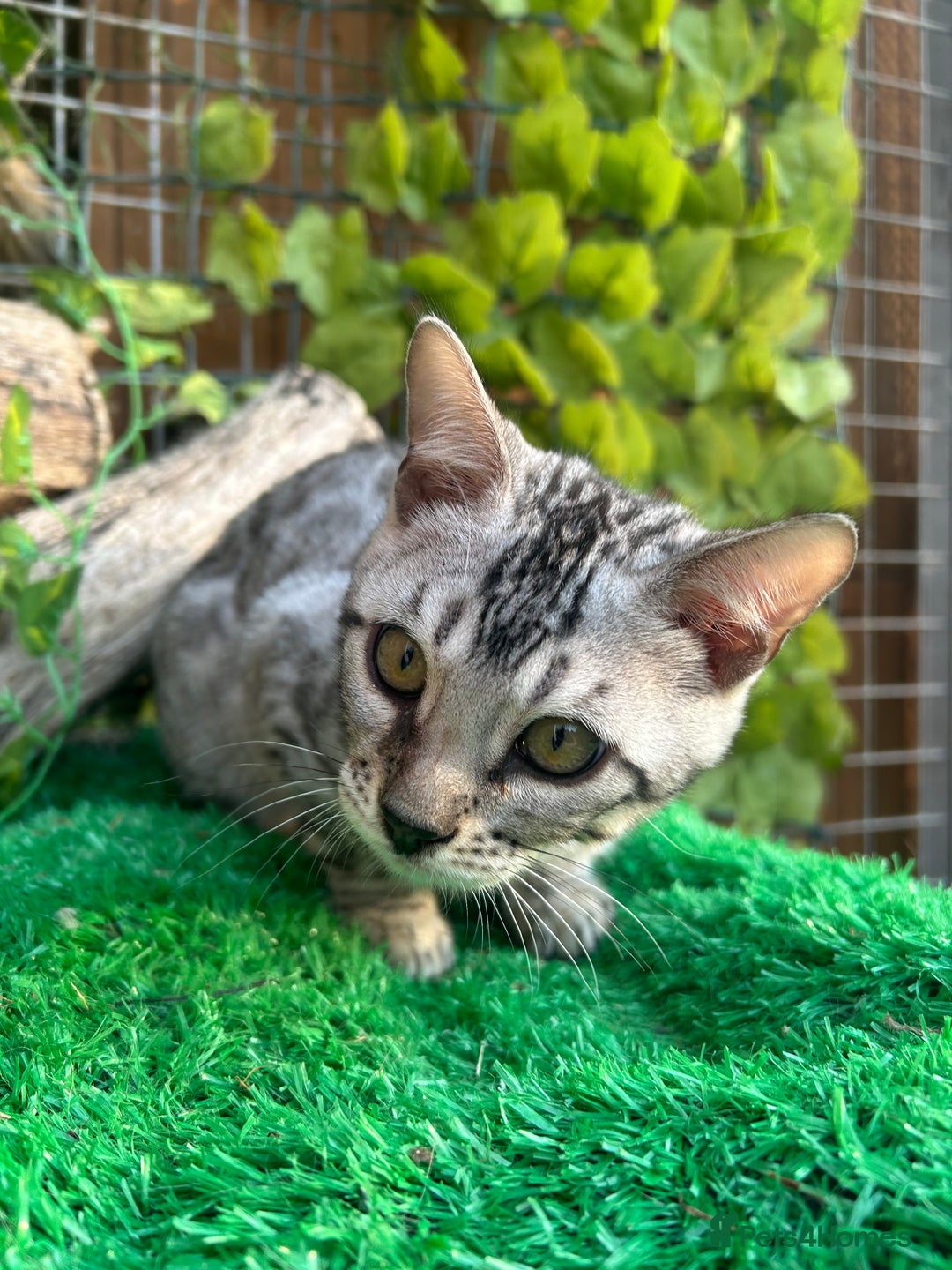 Bengal cats for sale: Two incredibly friendly TICA reg kittens  in Darwen - Image 11