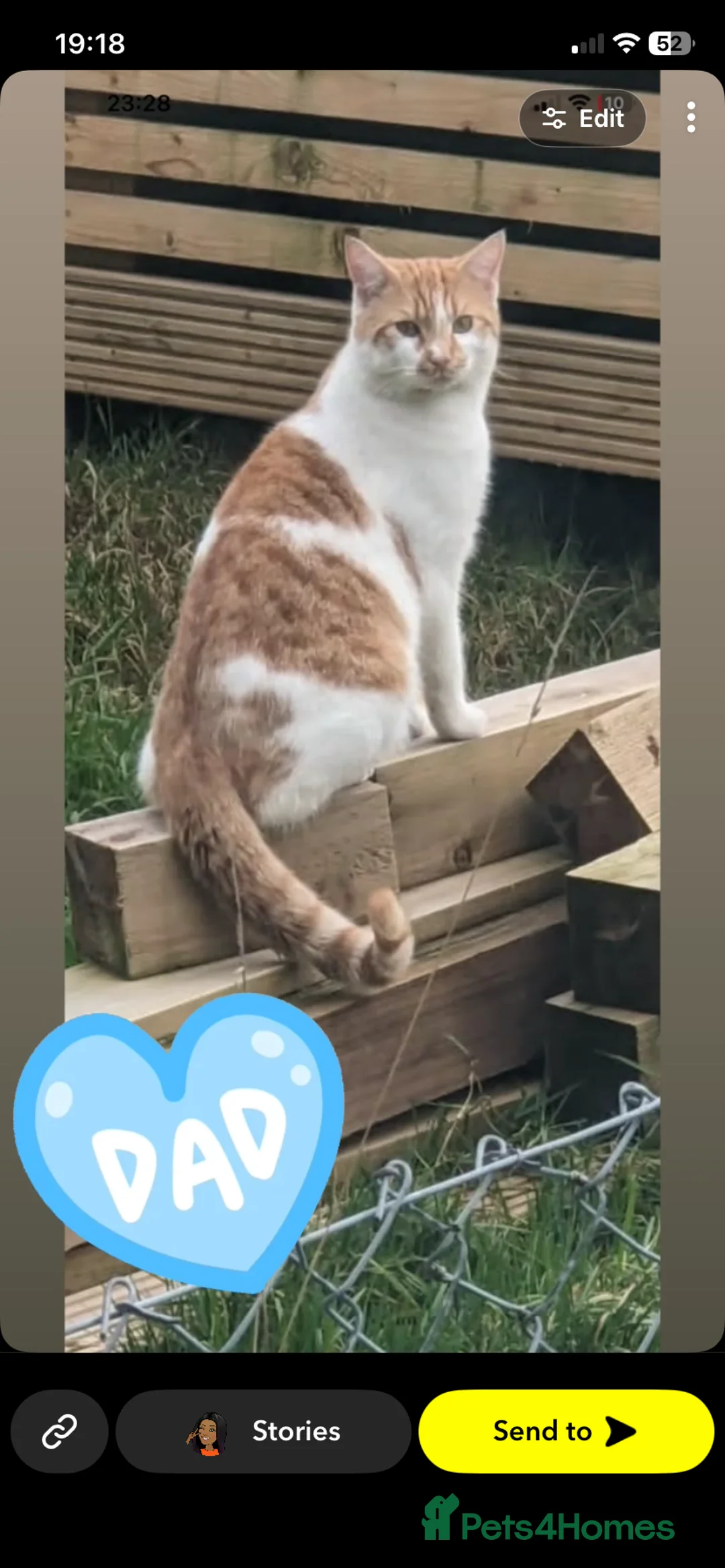 Mixed Breed cats for sale: Beautiful kittens in Blackwood - Advert 11