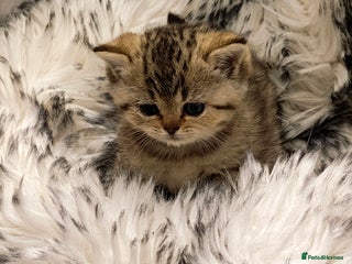 British Shorthair cats Blue, chocolate golden girls - Advert 6