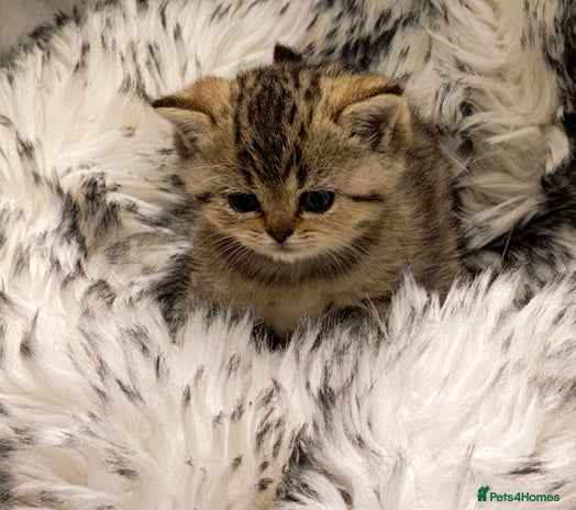 British Shorthair cats Blue, chocolate golden girls - Advert 13